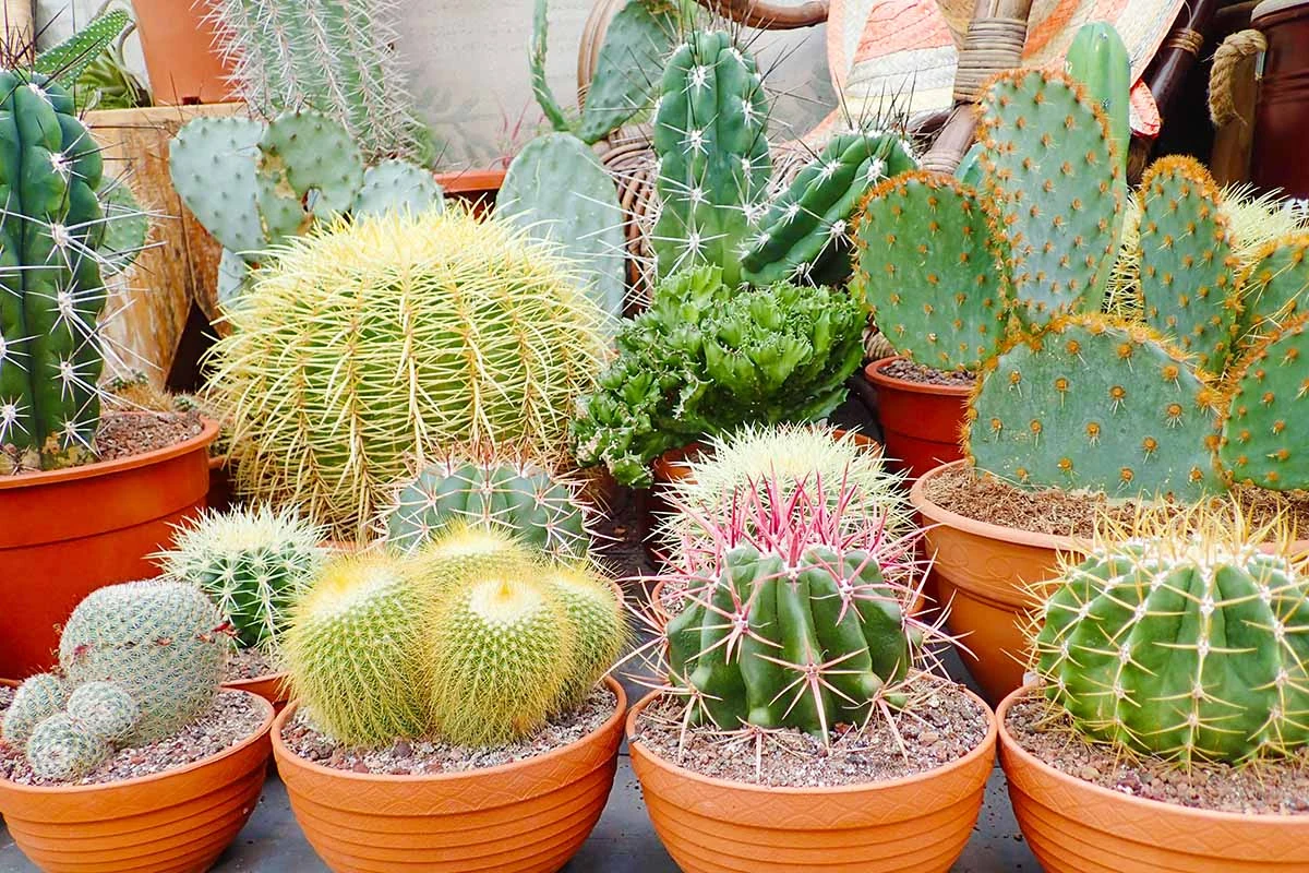 Decorative Cacti Collection