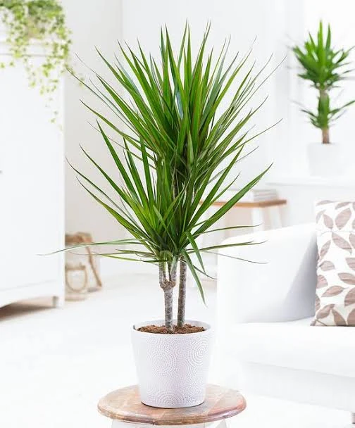 Dracaena Plant